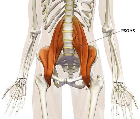 Anatomie du muscle psoas-iliaque, situ&eacute; entre les vert&egrave;bres lombaires et le f&eacute;mur
