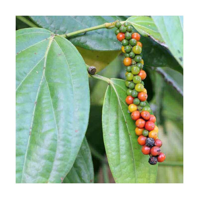 Argile Chaude PHYTOMEDICA 2